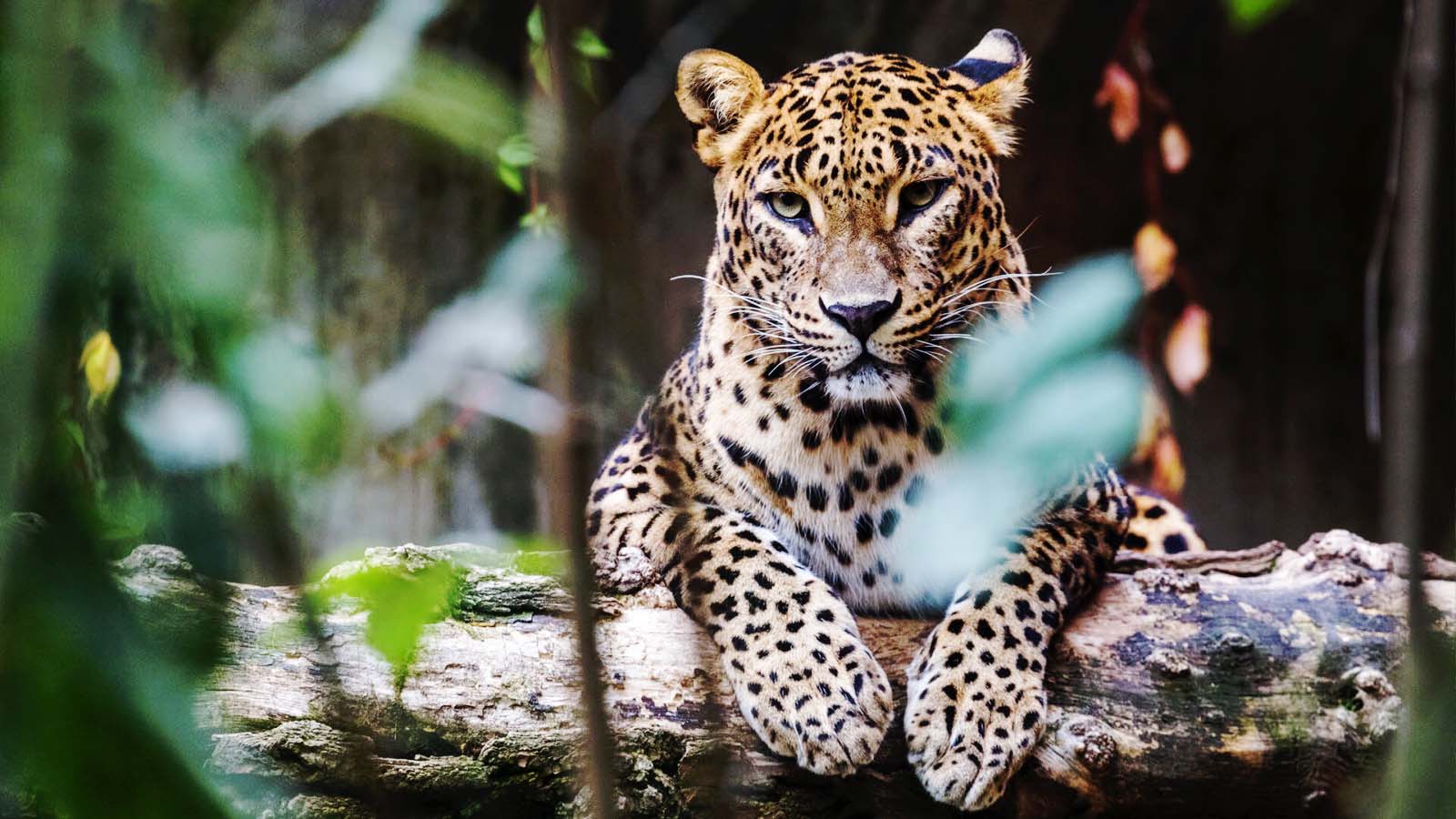 Sri lankan leopard can be seen at Yala. Also they are an endangered species . But the eye catching animals like sri lankan leopard are very valuable animal 